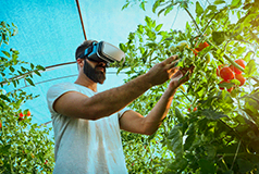 農家の男性がセンシングによって野菜を見分けている様子