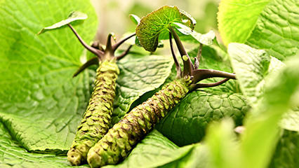 A container-type plant factory that protects the phantom wasabi - Agricultural DX using environmentally controlled agriculture -