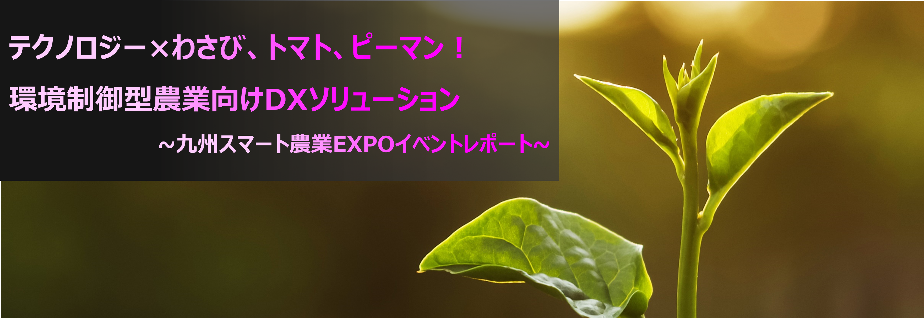 テクノロジー×わさび、トマト、ピーマン!環境制御型農業向けDXソリューション ~九州スマート農業EXPOイベントレポート~